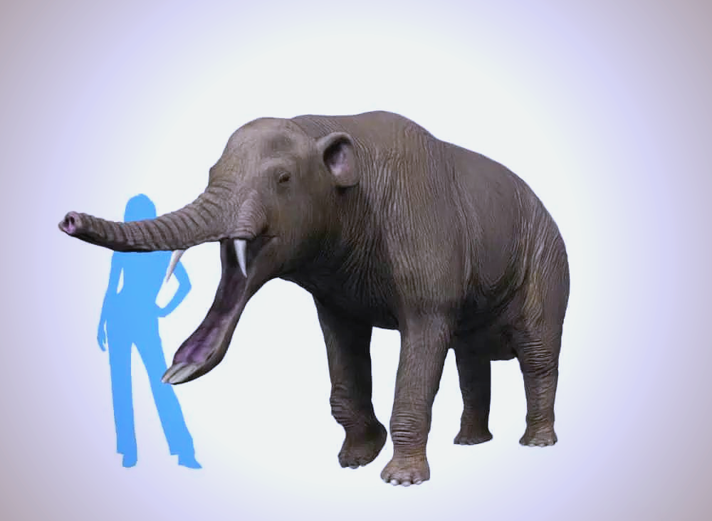 探索史前大象世界:铲齿象的独特外貌与生存之道