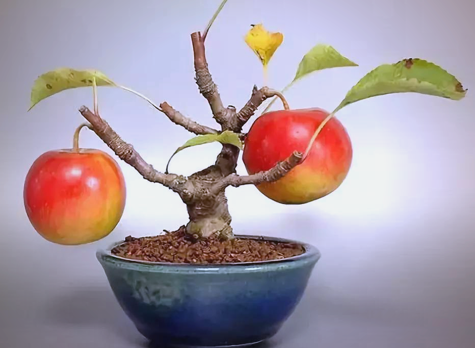 苹果盆景:寓意平安与丰收的家居之选