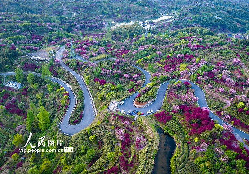浙江宁波:樱花扮靓乡村路