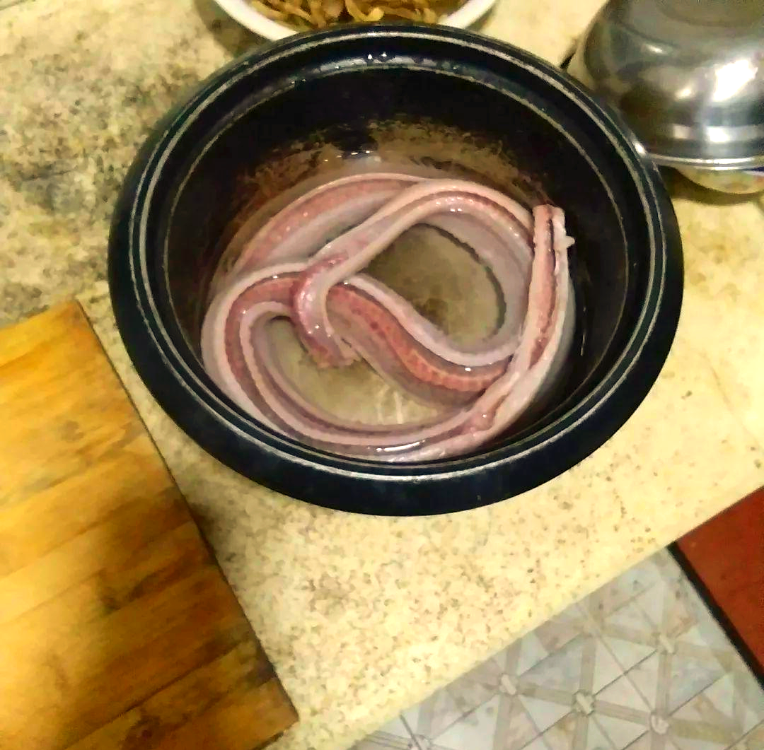 人工养殖肉蛇,年收入可观