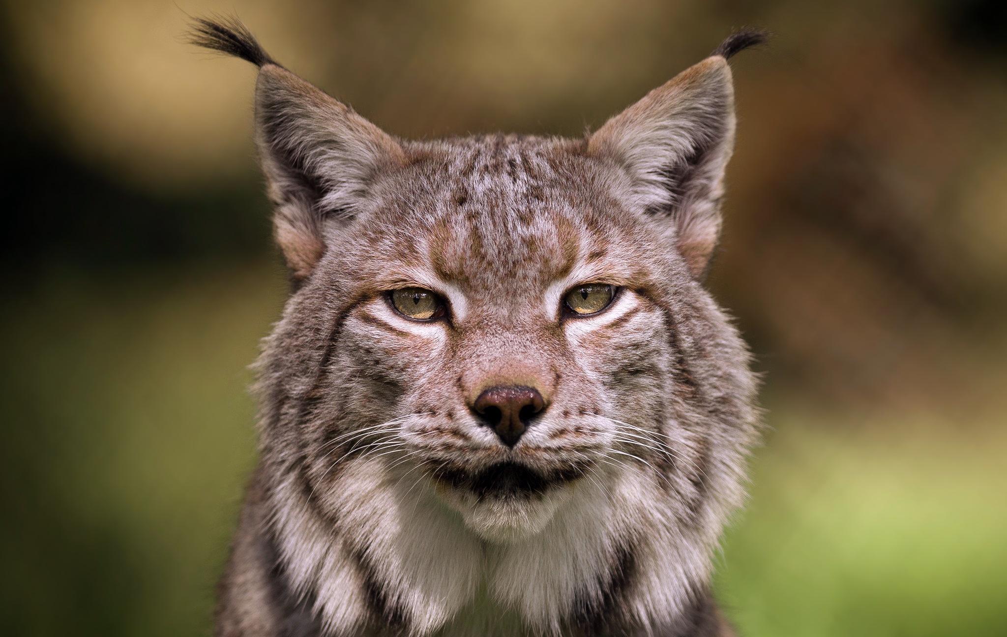 探秘猞猁:林中霸主的真实身份