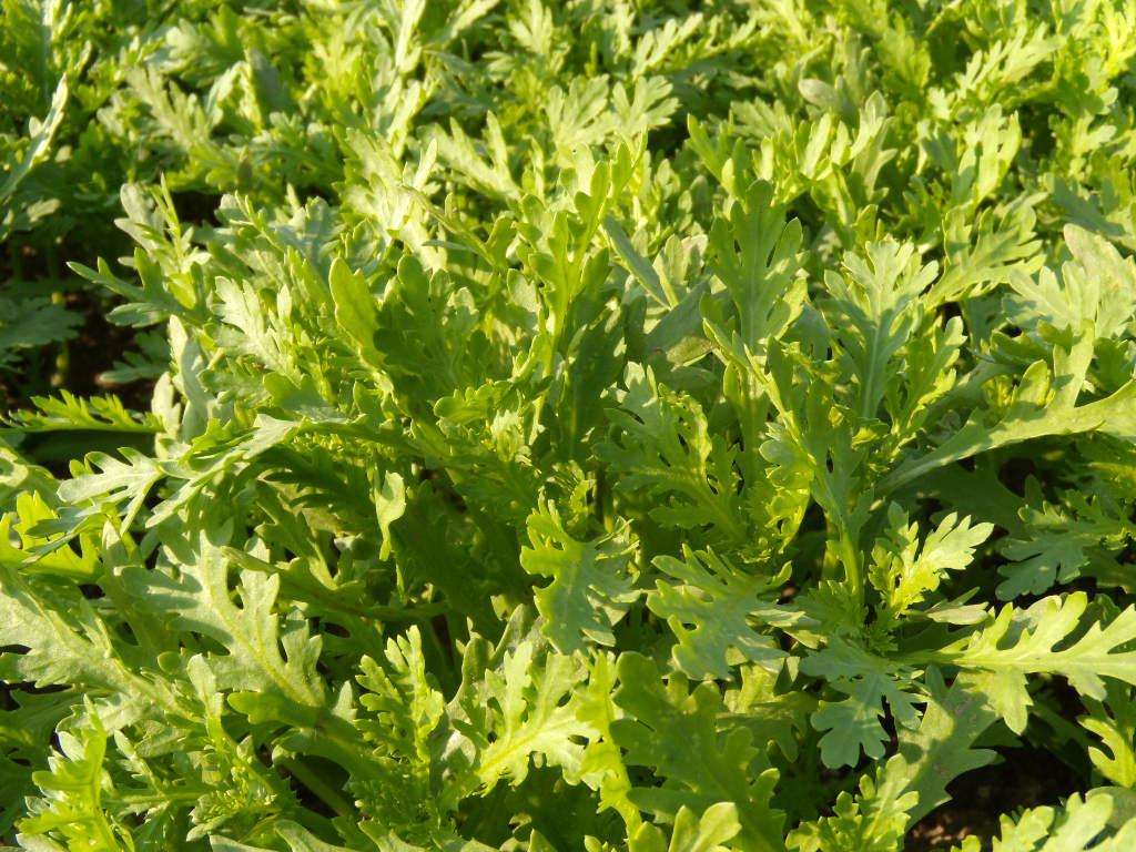 茼蒿种植过程 - 2020年最新商品信息聚合专区 - 百度爱采购