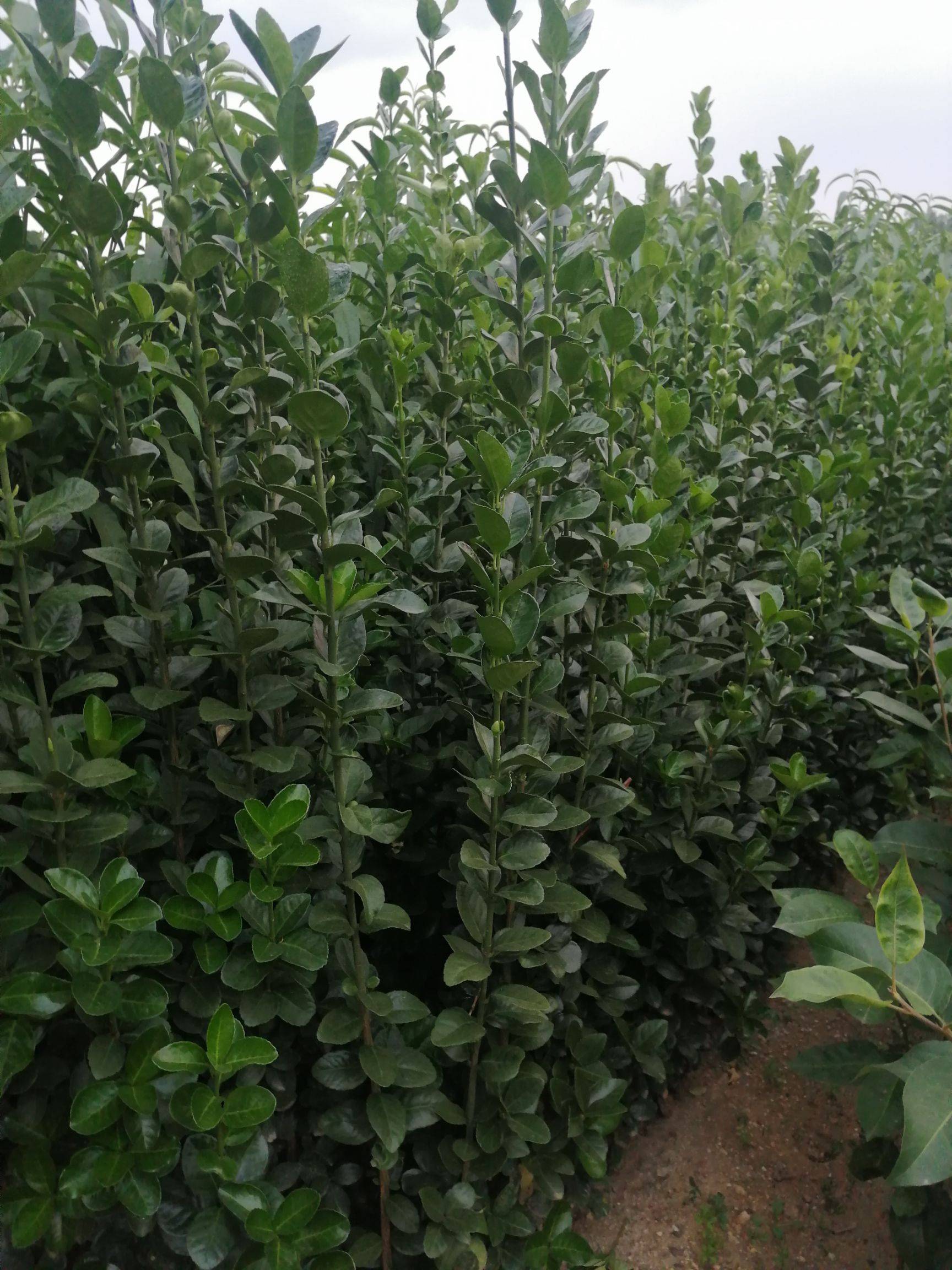 北海道黄杨什么时候种植比较好 北海道黄杨栽植技术