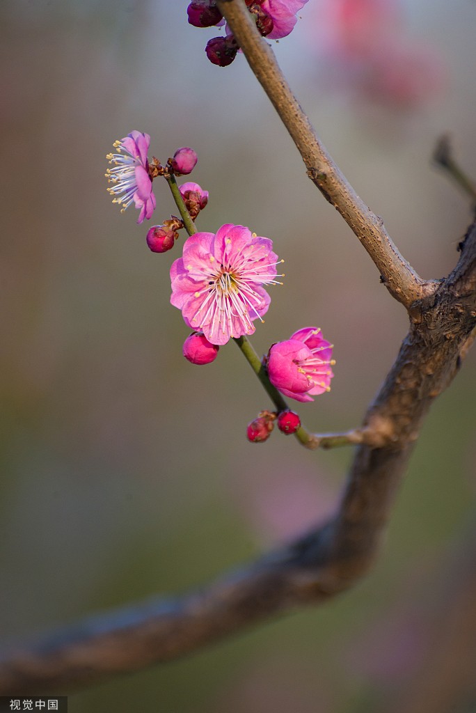 红梅花开图片大全图片