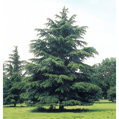 岁不寒无以知松柏,常见松柏类树木赏析