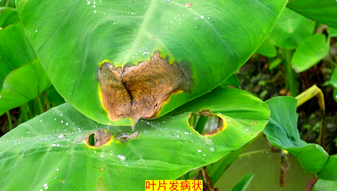 芋疫病全面防治策略,保障芋头健康生长