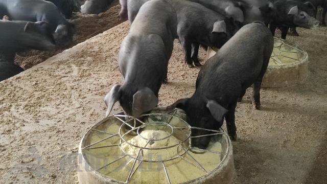 "猪"香也怕巷子深!文山600多头雷猪急寻买家