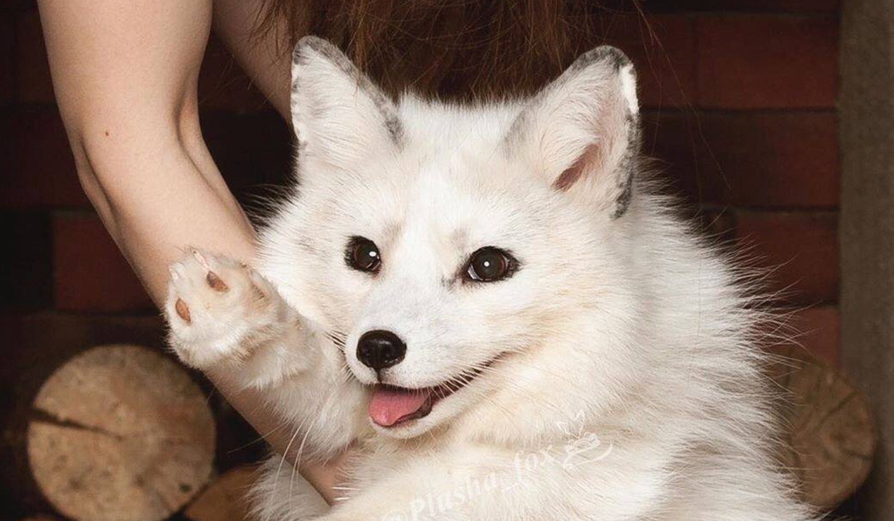 大理石狐可以养吗?大理石狐的寿命有多久?