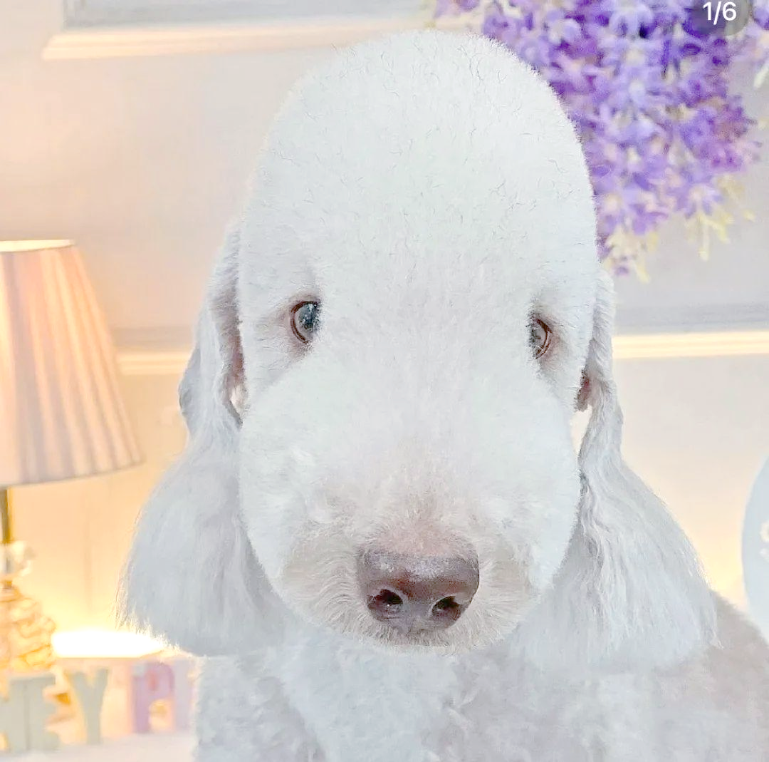 揭秘贝灵顿梗:从外貌到性格的全面了解