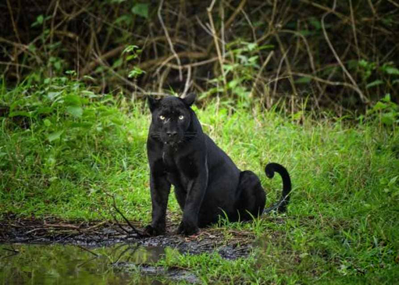 四川相传出现过"霸王猇",体型跟虎相似,在500年前灭绝了