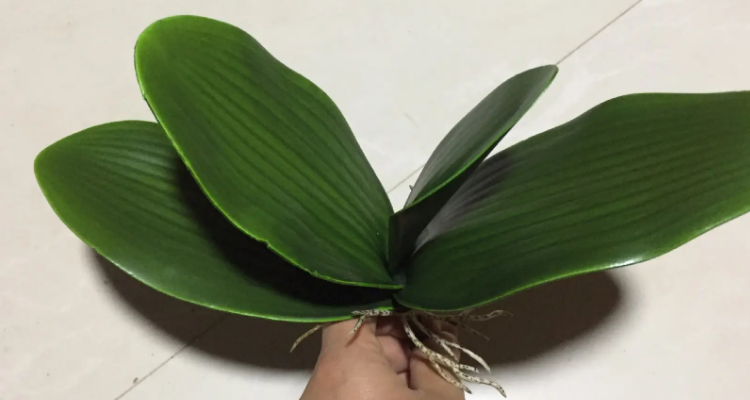 蝴蝶兰叶子褶皱变软怎么办