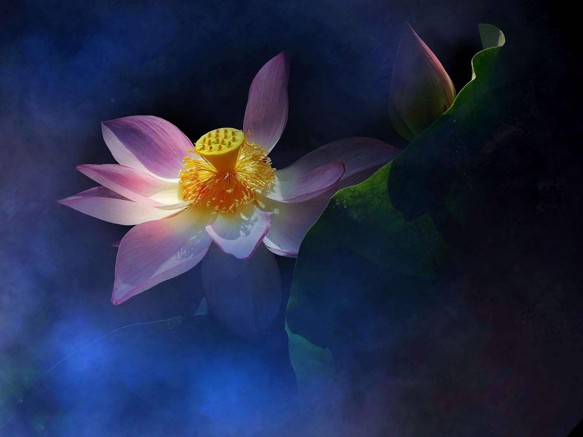 慢门拍摄怎么设置,慢门摇拍荷花技巧