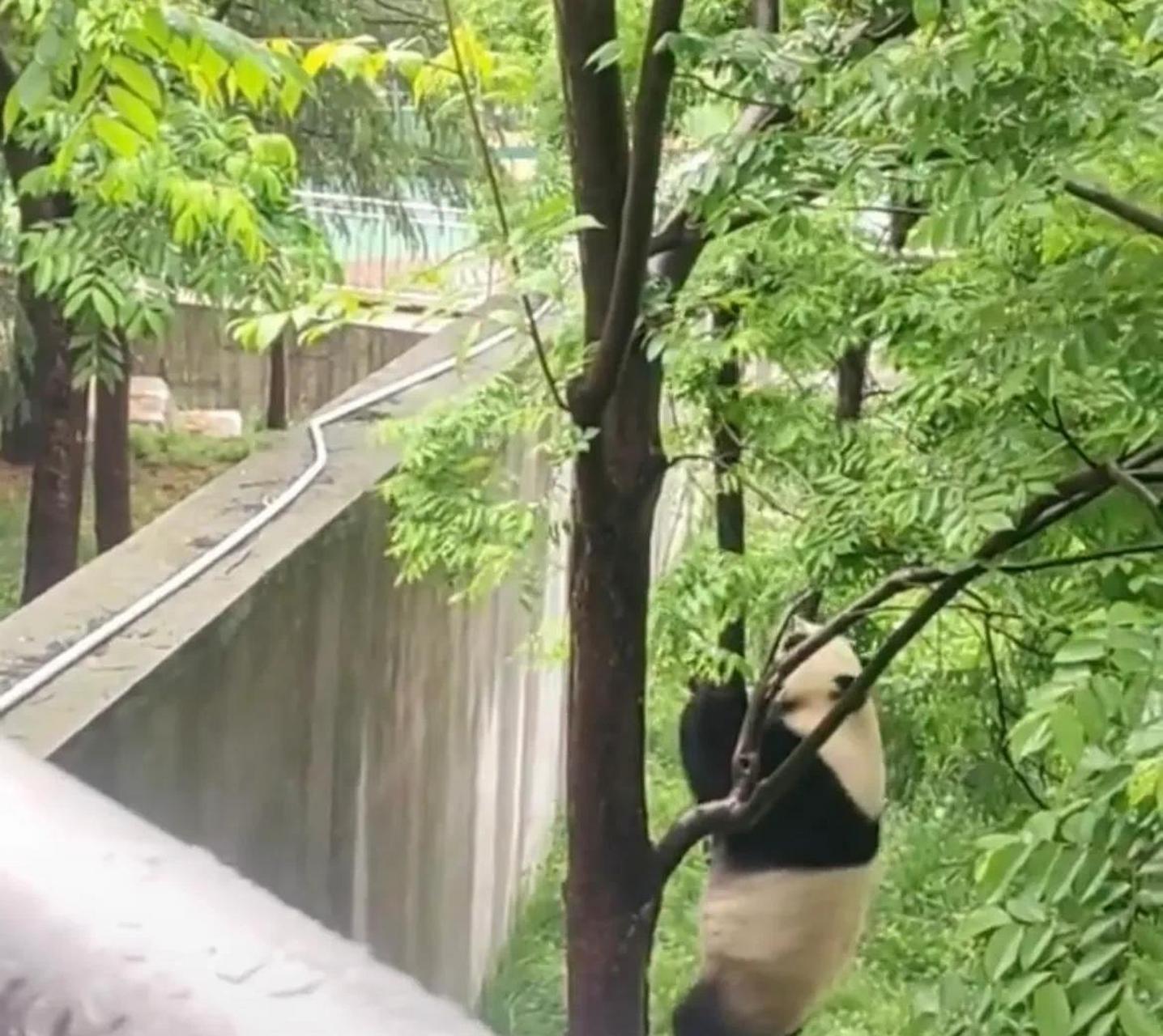 5月7日,陕西西安,23岁大熊猫珠珠翻墙越狱急坏饲养员:第一次,暂不确定