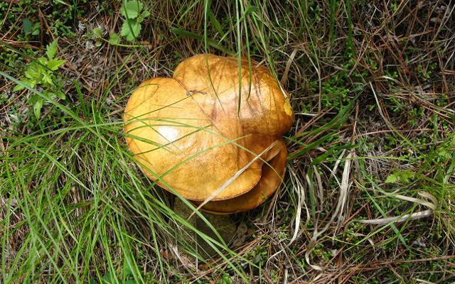 松樹下一種野生菌,暑假正逢採摘季節,價值珍貴,160元一斤