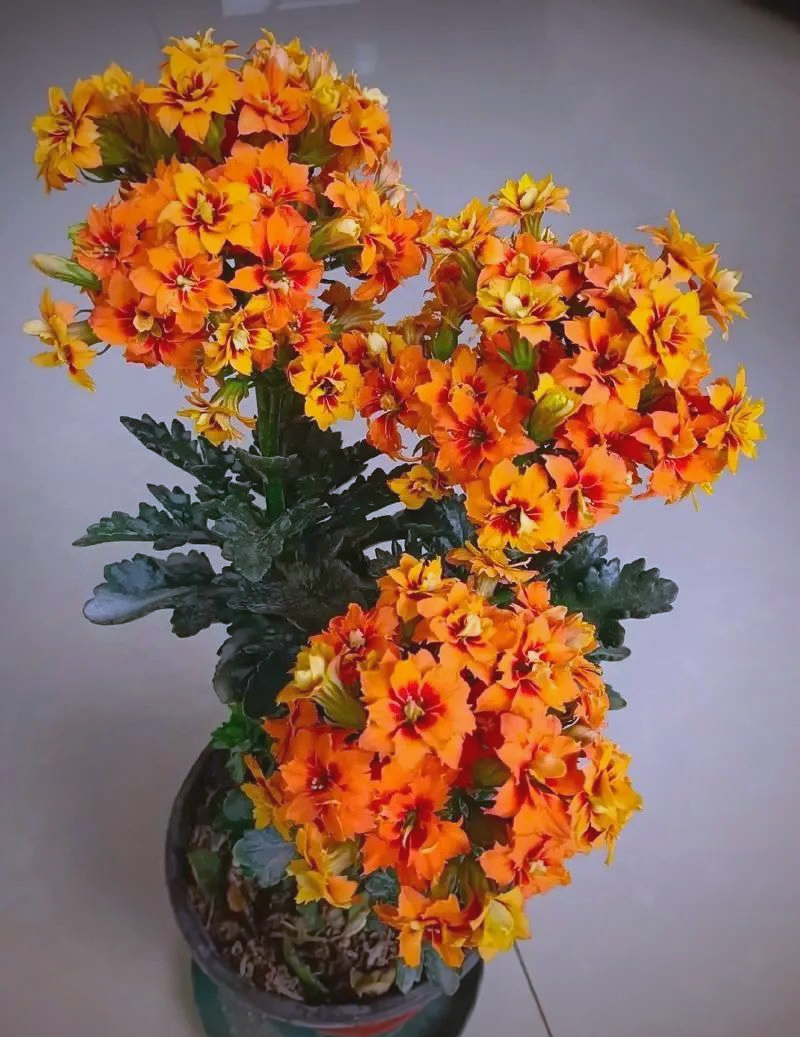 奇异橙,这一长寿花的变种,源自南非,因橙色花朵的独特魅力而得名