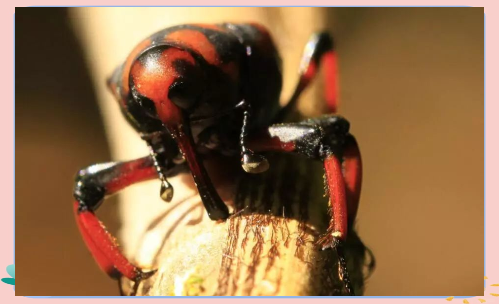 农村竹林中常见的害虫,竹象虫,危害大且数量猛增