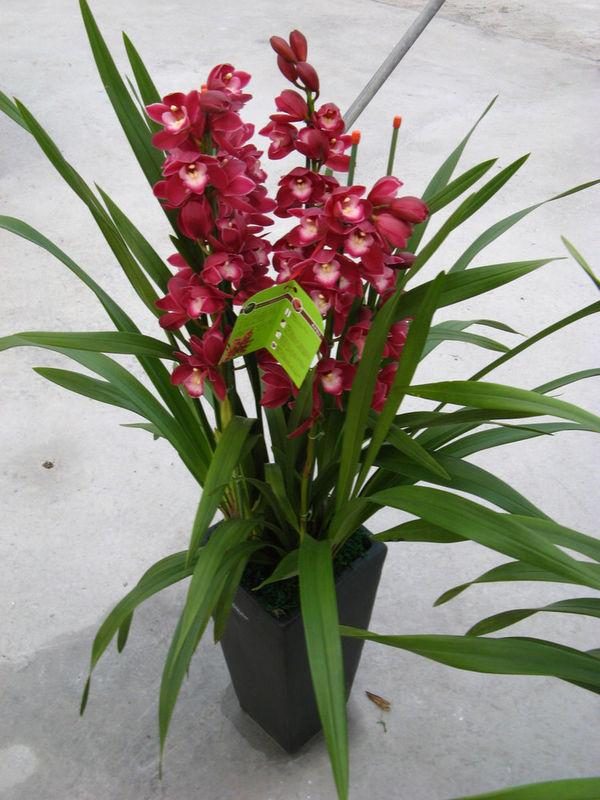 新手的福利—"大将军兰花",花色艳丽,香味扑鼻,好养爱开花