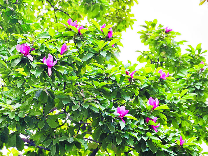 奇!这棵玉兰竟在盛夏开花