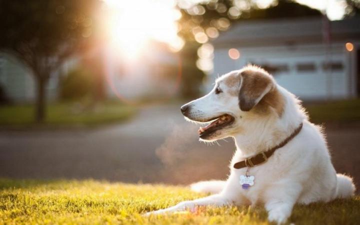 想出去玩又捨不得狗狗?學習下寵物犬託運的具體操作吧!