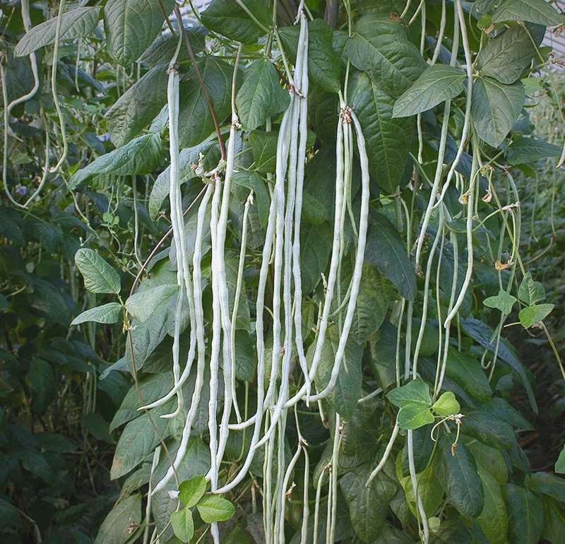 推荐一款口感细腻的纯白豇豆品种