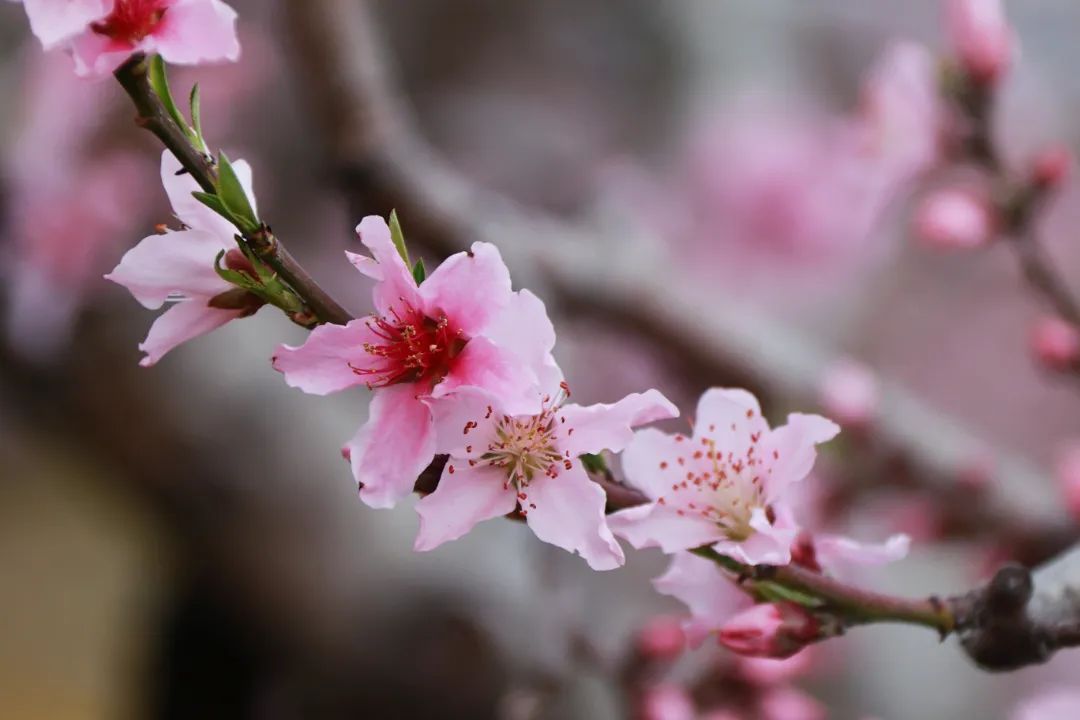 桃花图片大全大图真实图片