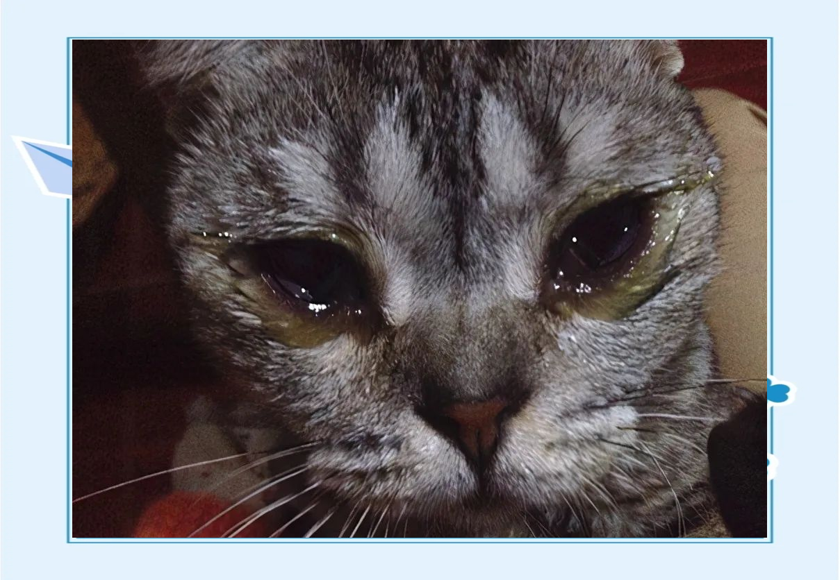 然而,在某些严重情况下,它可能会刺激到猫咪的眼部,导致流眼泪,畏光
