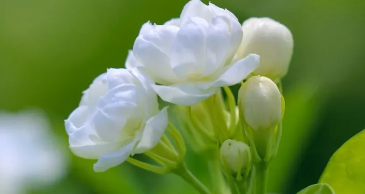 东西南北茉莉花背景图片