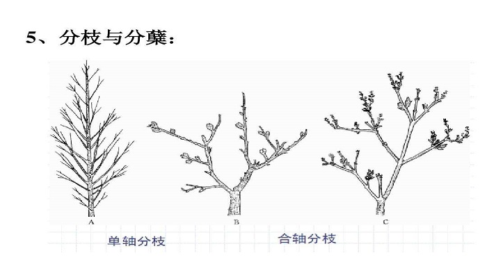 合轴分枝的植物有哪些