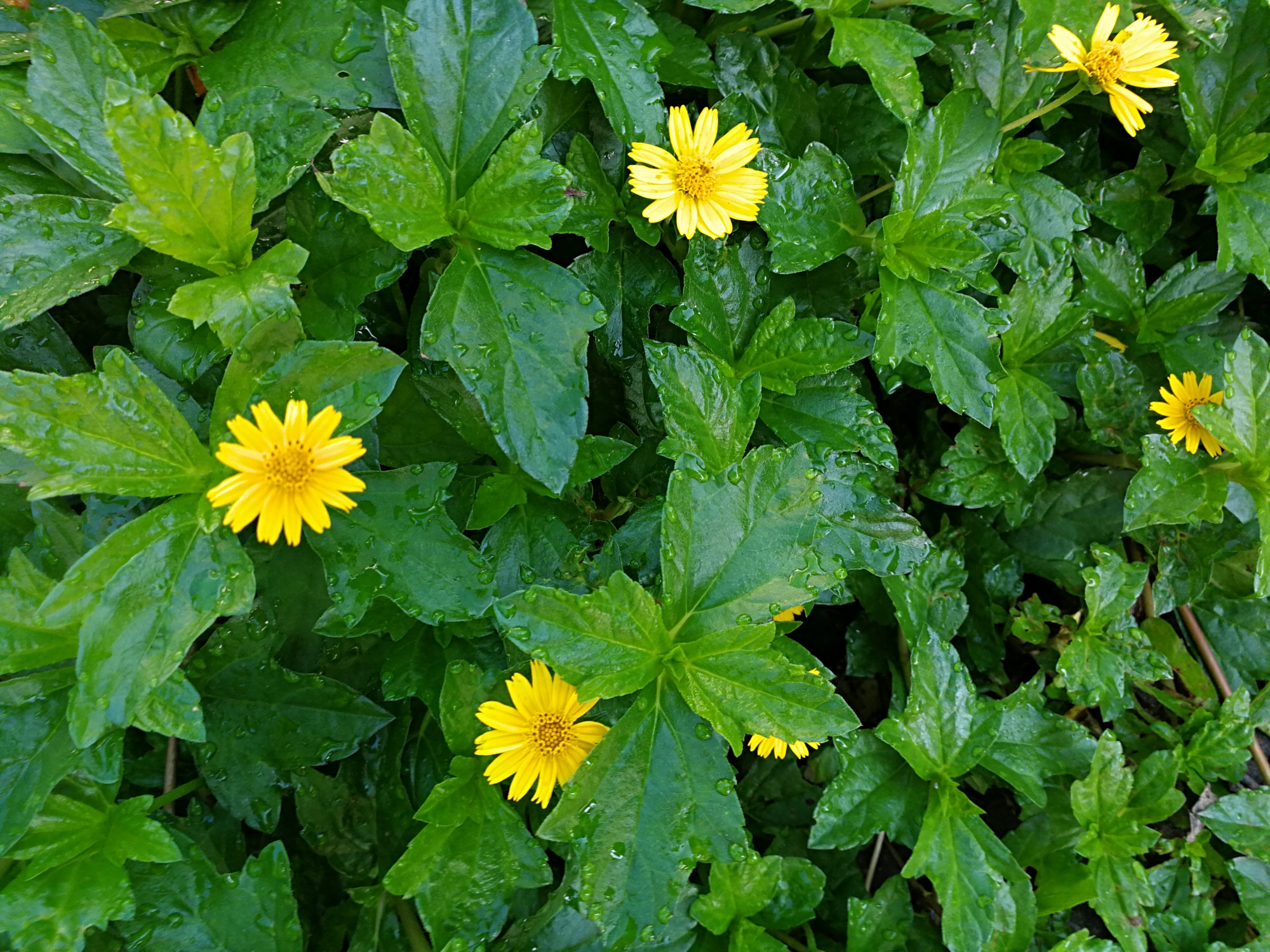 植物绿色叶面积green leaf area (gla)