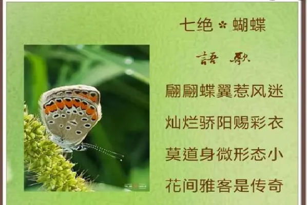 描写蝴蝶的句子图片