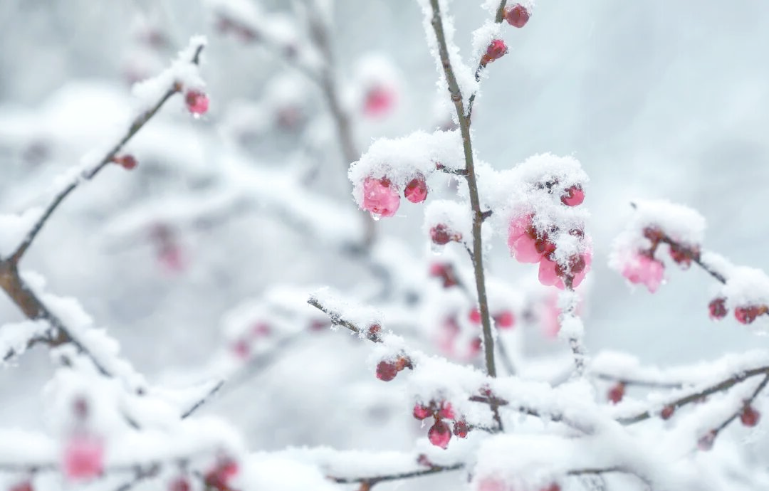 雪中梅花:浙江冬日的迷人交响曲