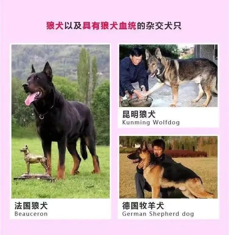 烈性犬名单图图片