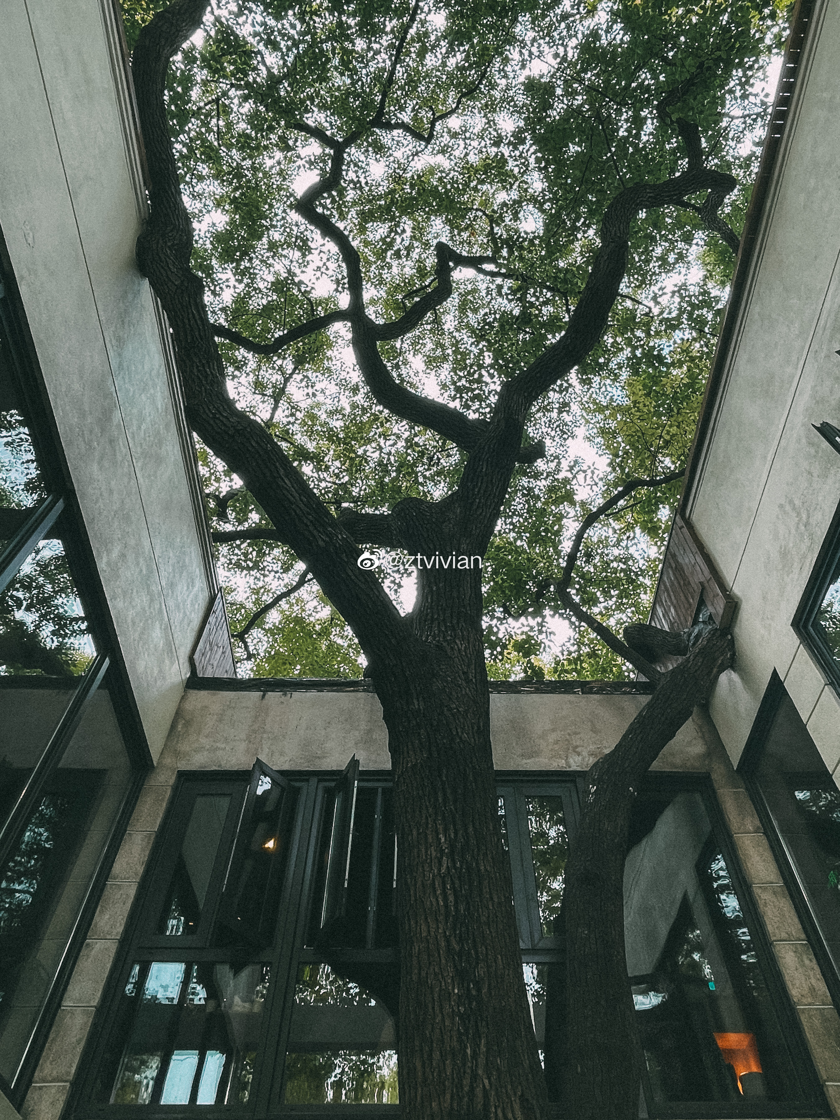 上海美食|庭院深深 一尺花园香樟店 上海旅行 城市巡游