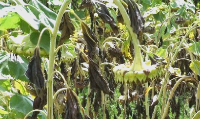 全球性难题:向日葵菌核病的成因与对策