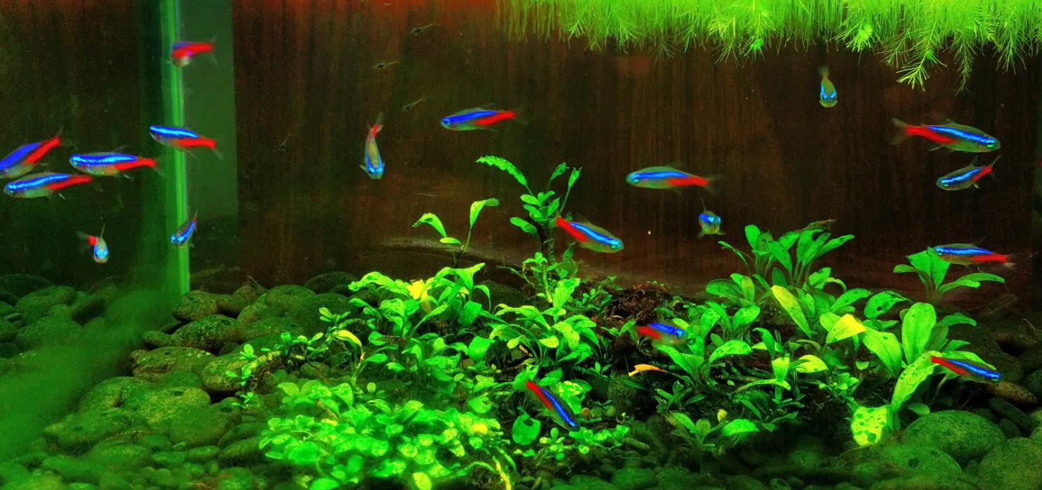 养红绿灯鱼温度多少合适?养红绿灯鱼的注意事项有哪些?