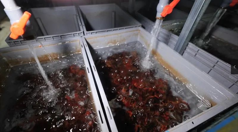 抢"鲜"上市!望城荷花虾迎来兔年销售开门红