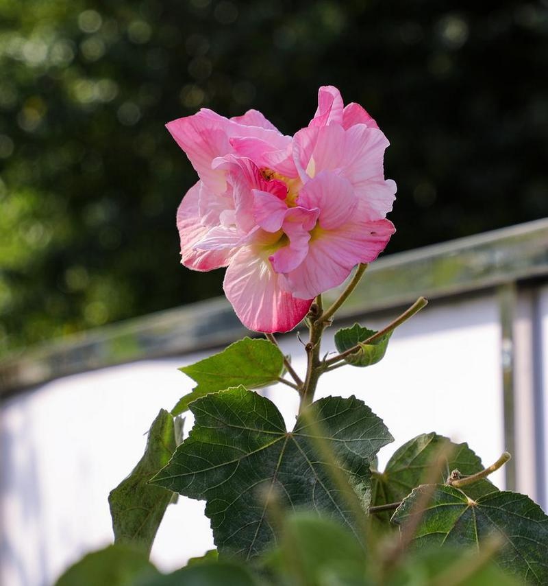 罕见 广州木芙蓉花期跨年盛开