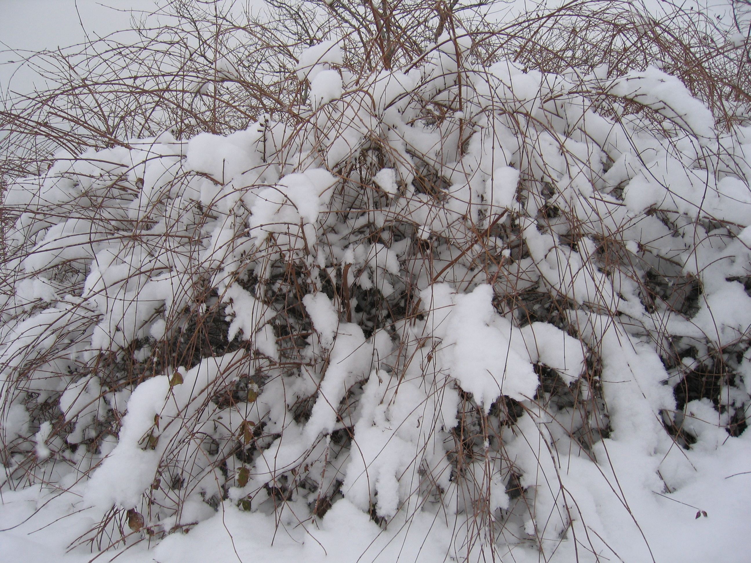 老照片2005大连甘井子樱花街(圈里——大化一宿舍)小编c723船船老长