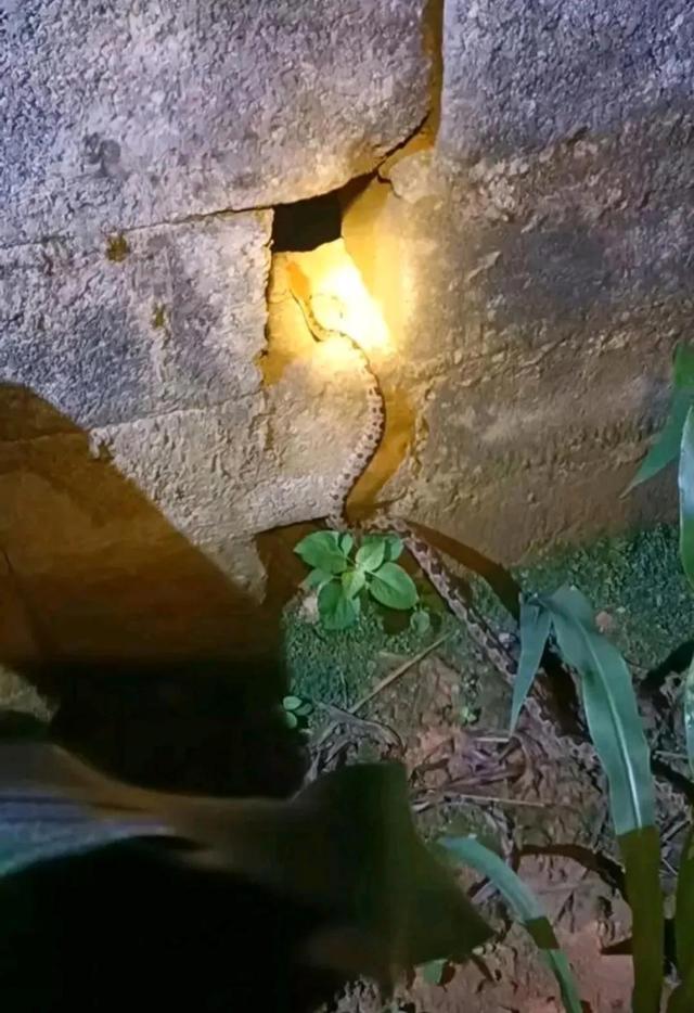 看看蛇究竟是怎么钻到你的房间里面去的