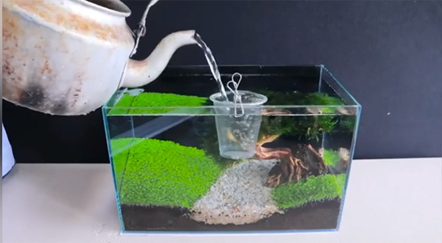 鱼缸- 优质问答专区