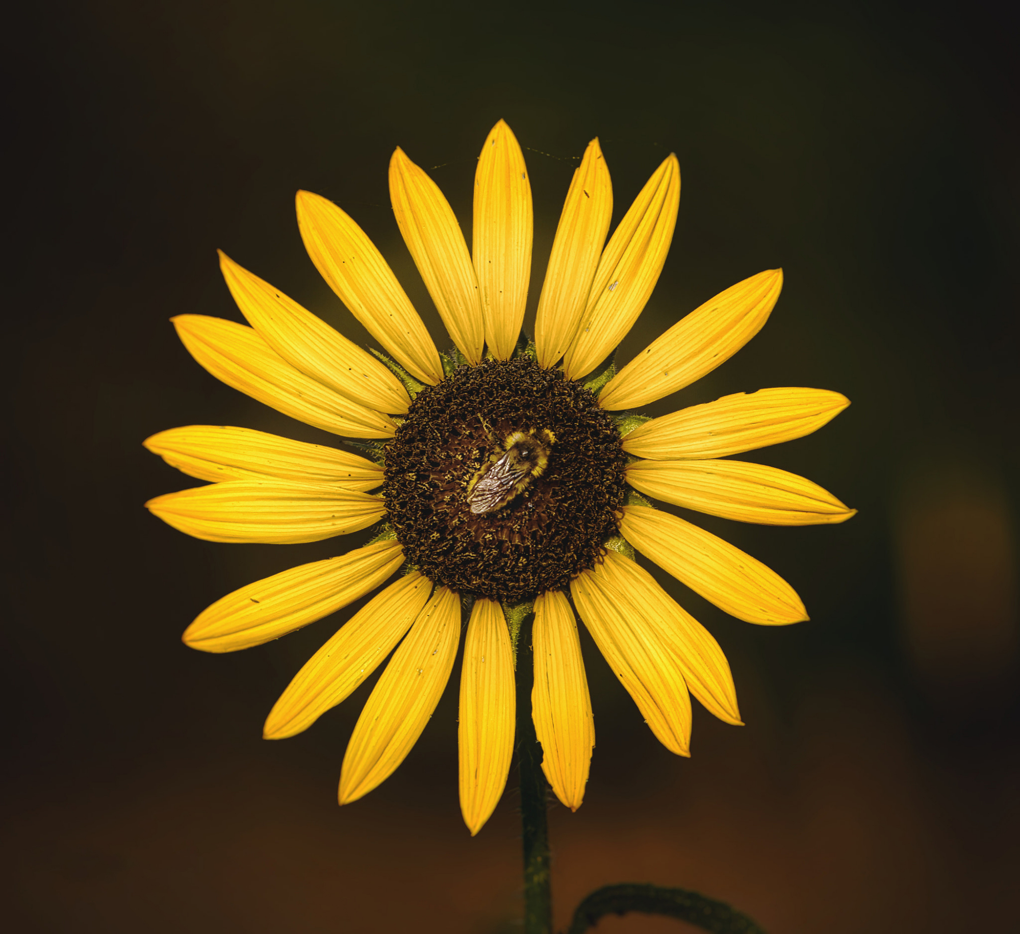 壁纸|高清手机壁纸603