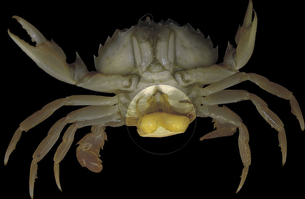 眼睛长在嘴巴里的青蛙,这么恐怖的寄生虫,你见过吗?胆小慎点