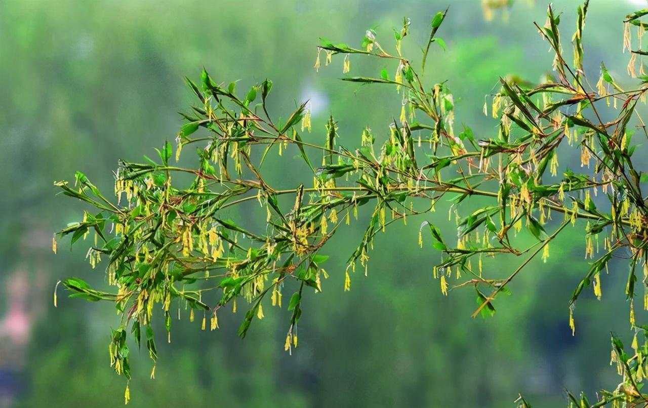 竹子多久开花图片