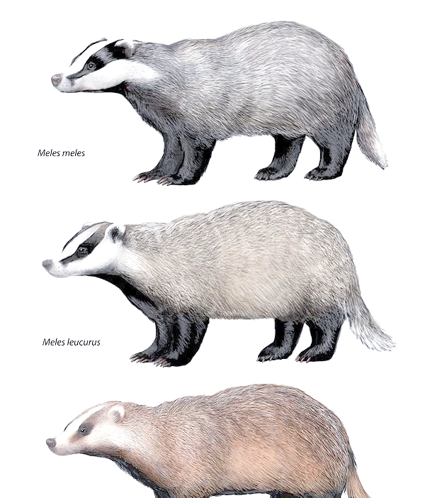 狗獾的栖息地遍布亚欧大陆及日本,因此,一些动物学家根据其地理分布