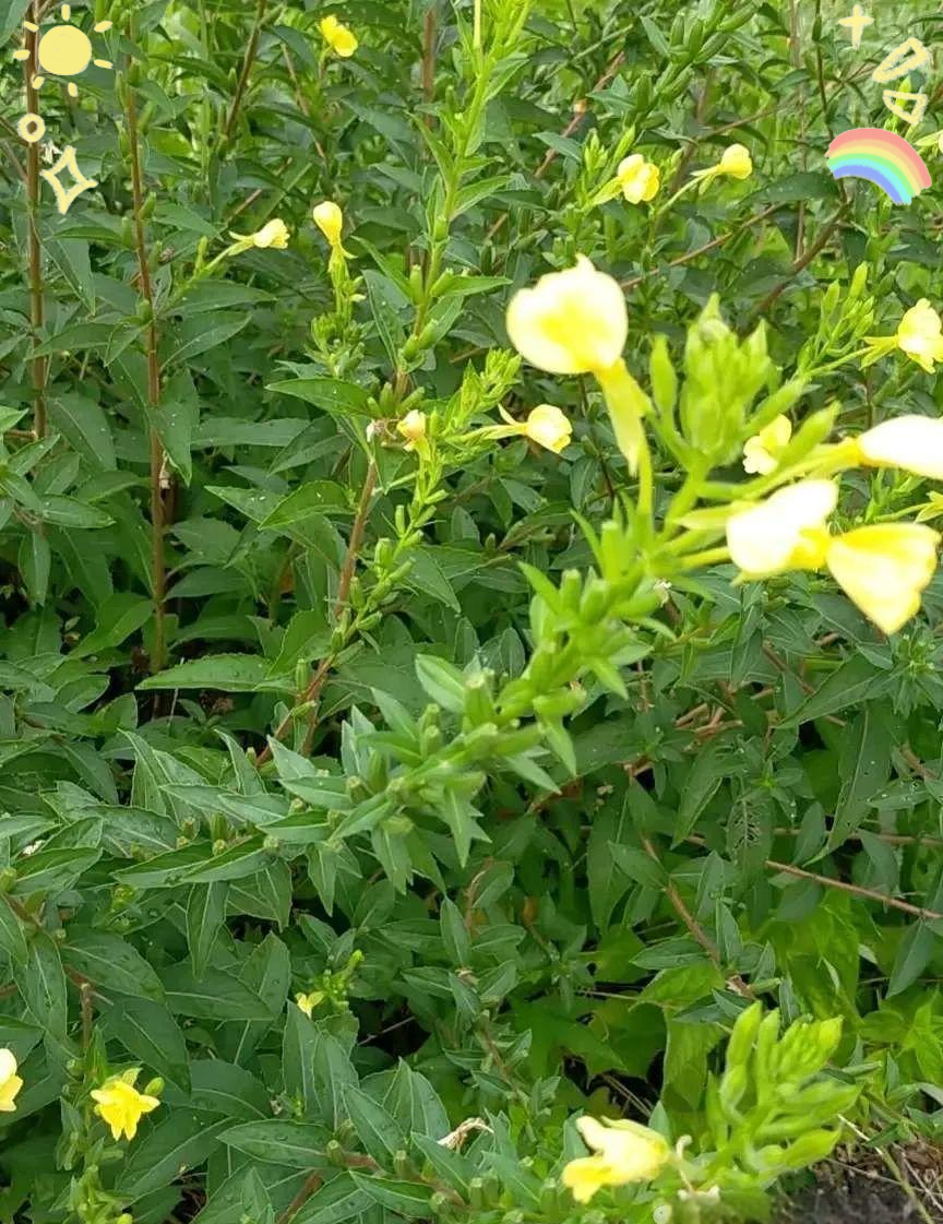 月见草:夜幕下的独特香花