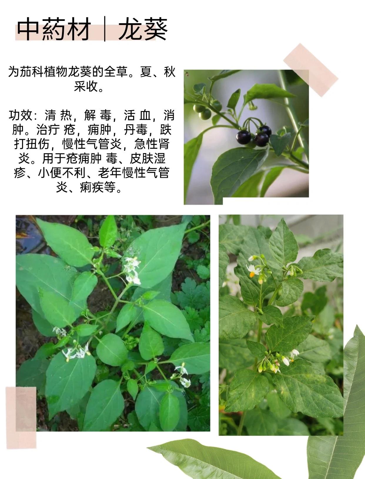 龙葵抗癌还是致命?吃错部位真要命焯水也救不了