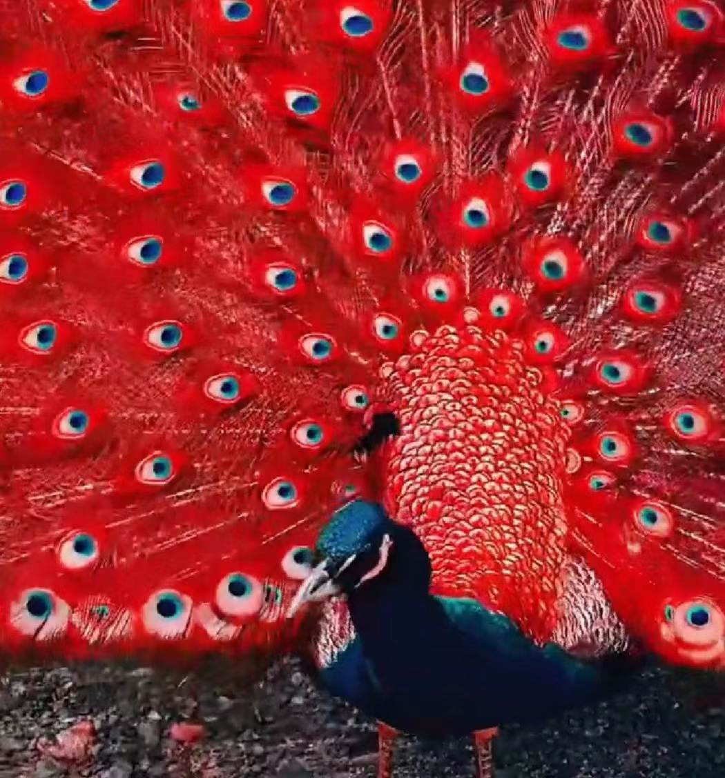 来欣赏林志洪原创诗词作品《孔雀开屏》五一节旅行看孔雀开屏