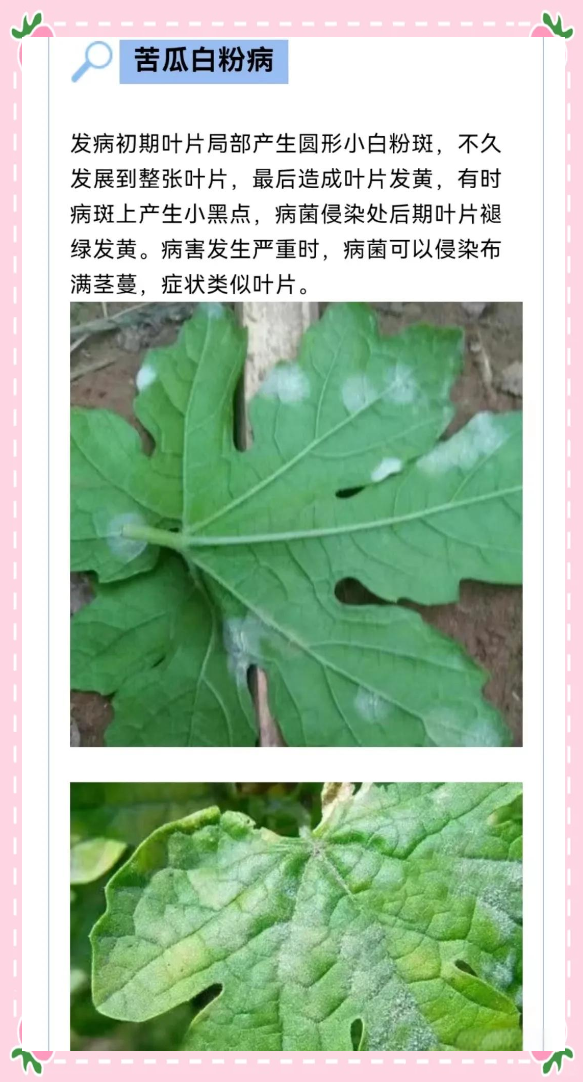 苦瓜多种病害高清图谱及介绍