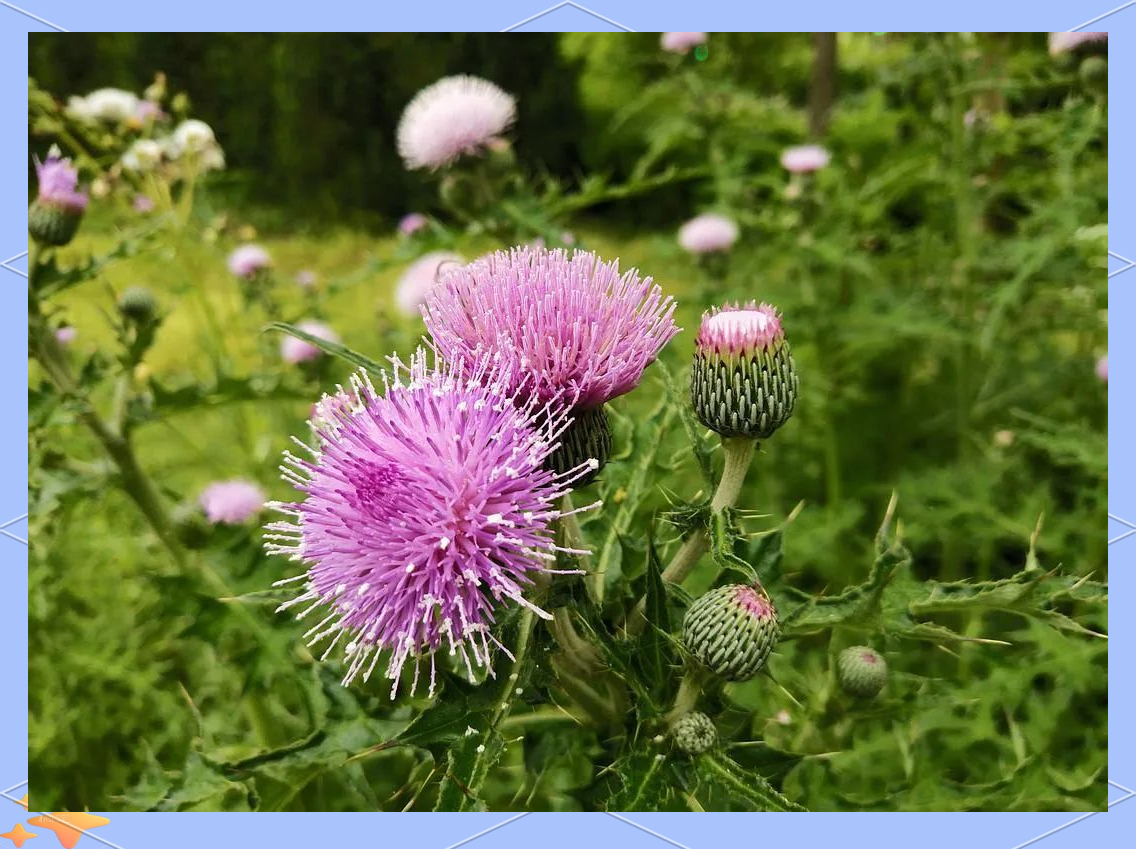 野草,对其特征有大致的了解:叶片较厚实,边缘带有刺,并且存在大牛喳口