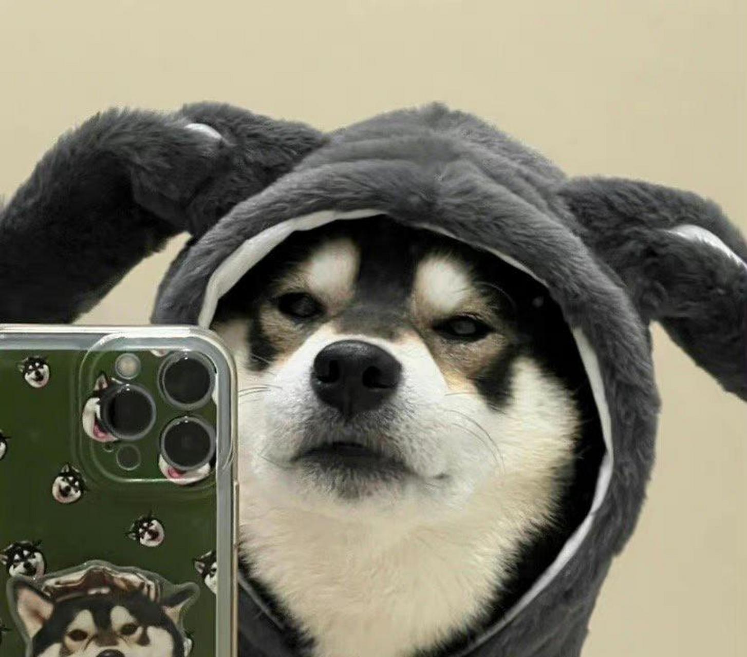 一些可爱的小狗狗头像.